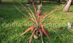 Bromelia ananas