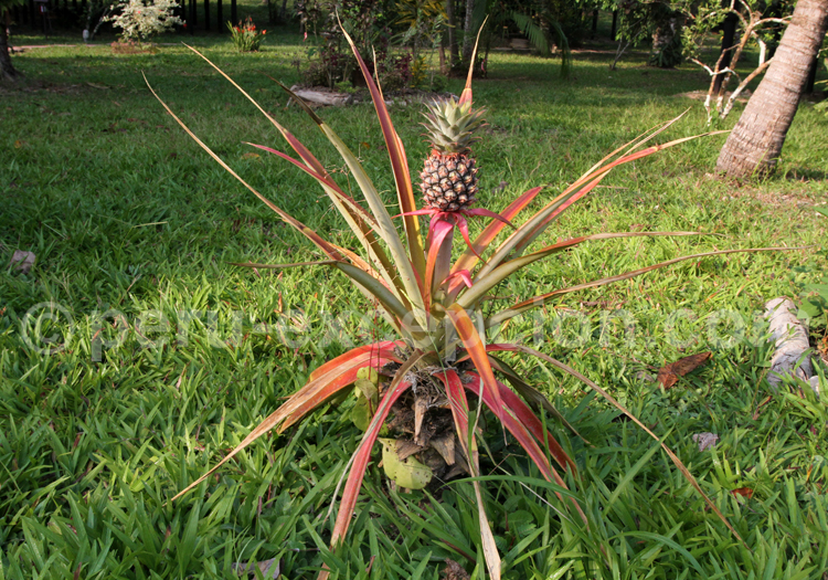 Bromelia ananas