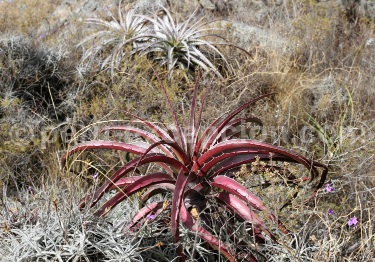 Ochagavia andina des Bromeliaceae