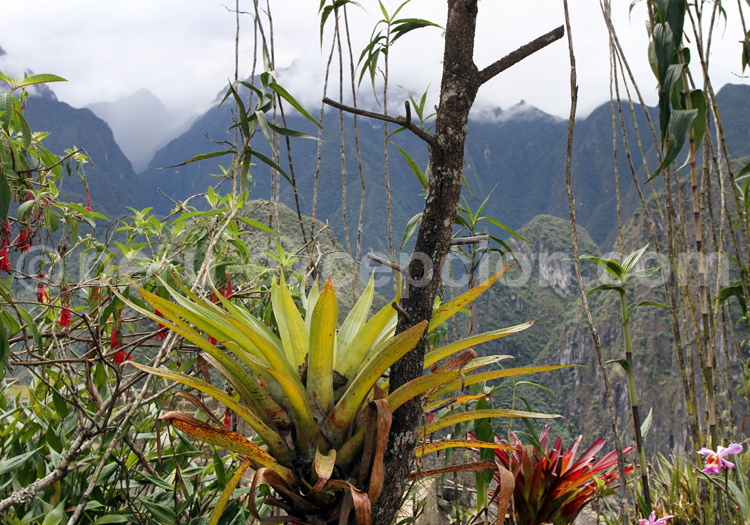 Tillandsia