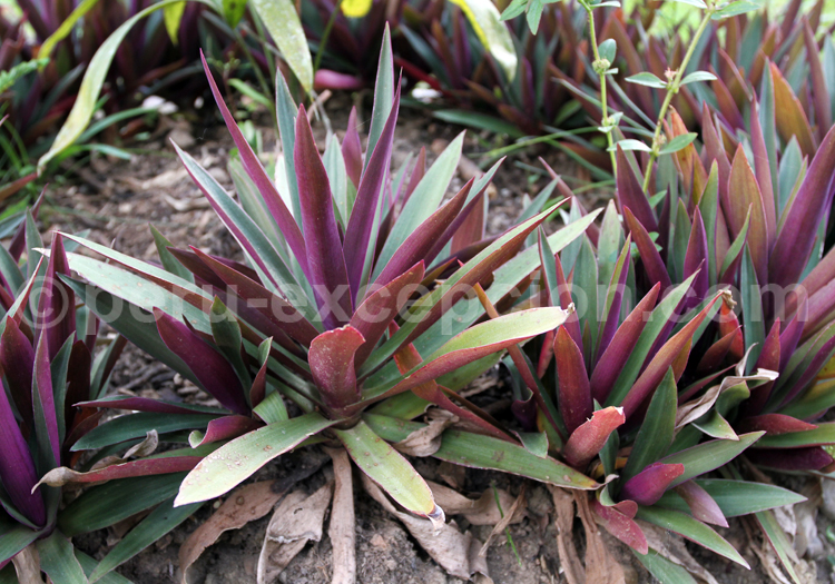 Vriesea Imperialis