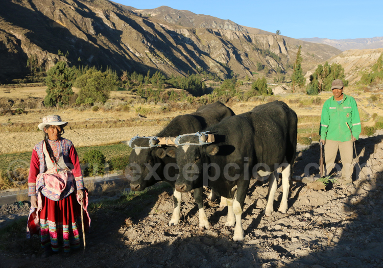 Agriculture traditionnelle, Colca