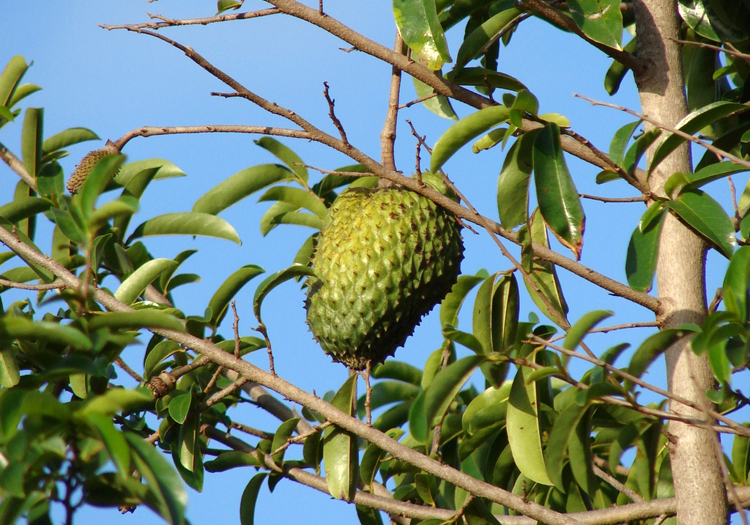 Guanaba, Annona muricata cc Flickr by Tatters