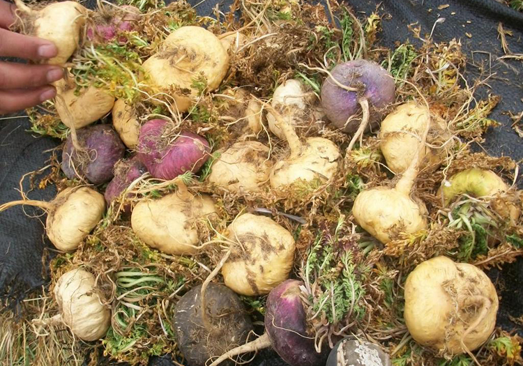 Maca