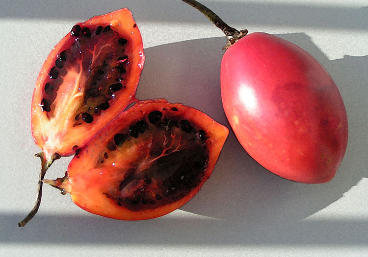 Tomate de Arbol, Solanum betaceum cc wikipedia