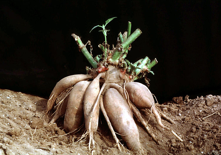 Yacon, Smallanthus_sonchifolius, cc wikipedia
