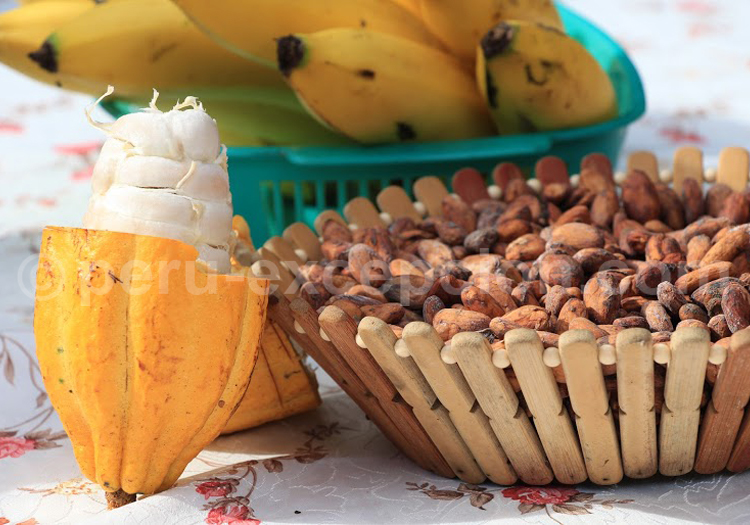 Cabosse de cacao Chuncho
