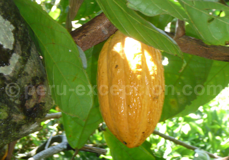 Cacao chuncho, région de Cusco