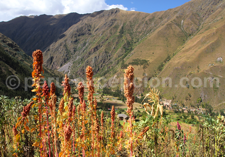 Plantation de Quinoa, Cusco