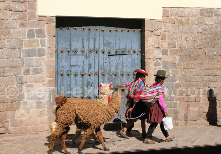 Lamas, Pérou