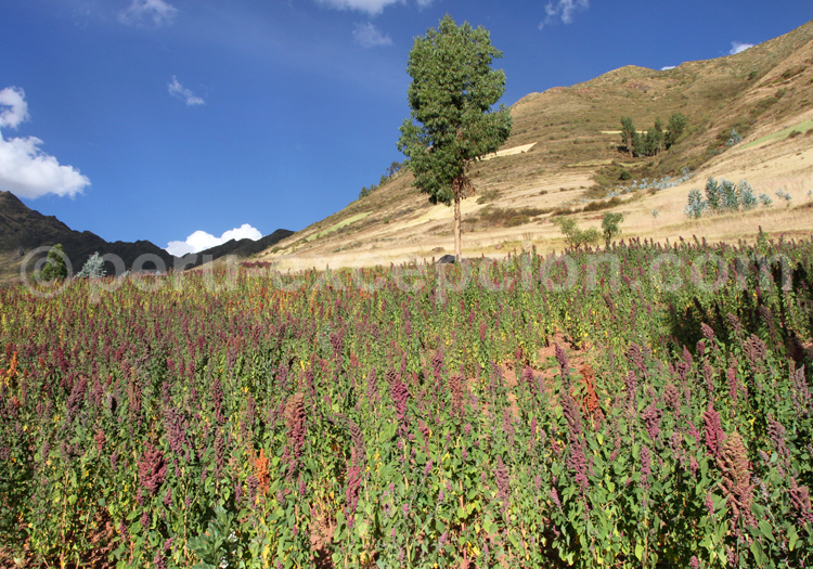 Champs de quinoa, Cusco, Pérou