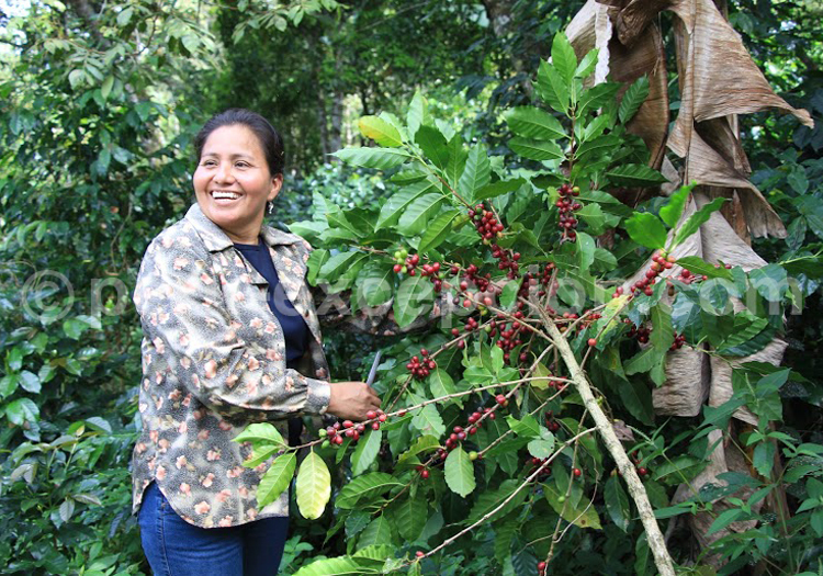 Estancia de café de Don Julia