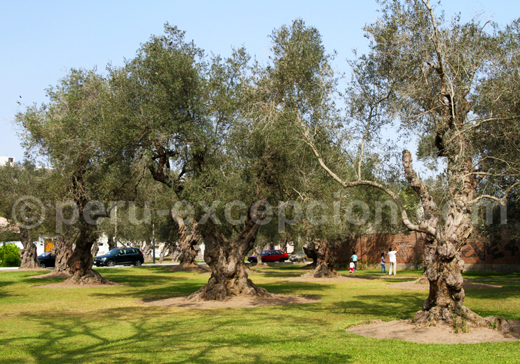 L'oliveraie classée monument national