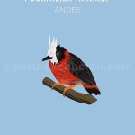 10-fourmilier-manikup