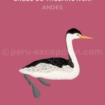 13-grebe-taczanovi