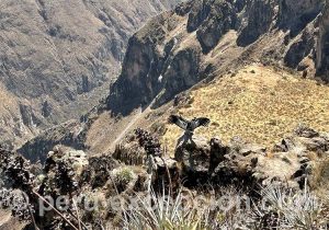 Canyon de Colca