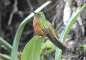 Grand Colibri, Pérou